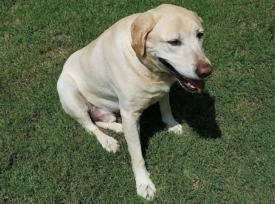 No Tail for Buddy, But a Tale of Victory, Nonetheless