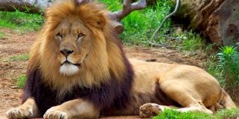 Why the Uproar Over Cecil the Lion?